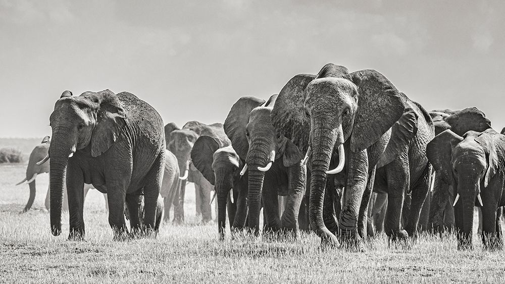 Africa-African elephant-Amboseli National Park Panoramic of front of elephant herd walking  art print by Jaynes Gallery for $57.95 CAD